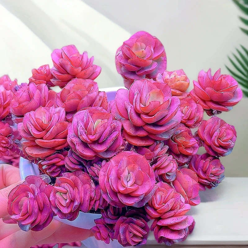 米淇家的老桩多头秀妍玫瑰多肉植物带盆