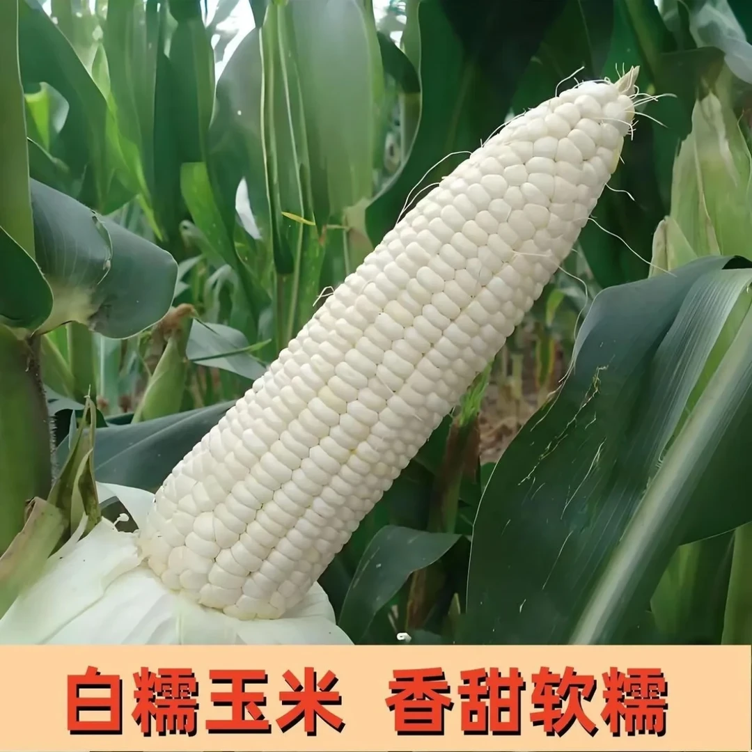 农村自种糯苞谷/玉米-现摘现发