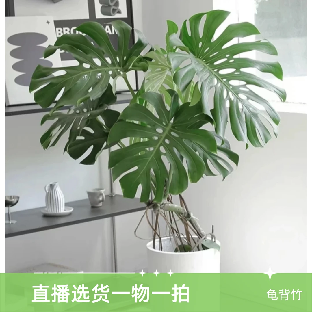 龟背竹单株老桩基地直发网红办公室客厅卧室高级水培土培新手易养