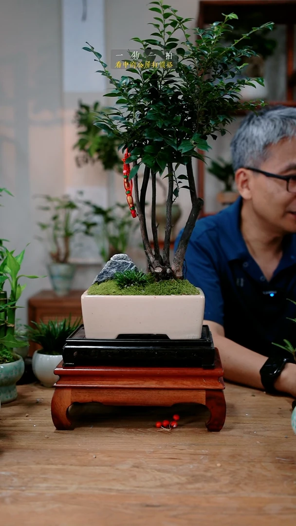 不开花植物陈****T紫檀， 314