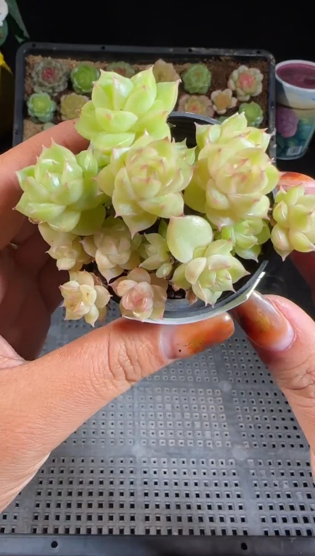 1103-334麦秆群不包整