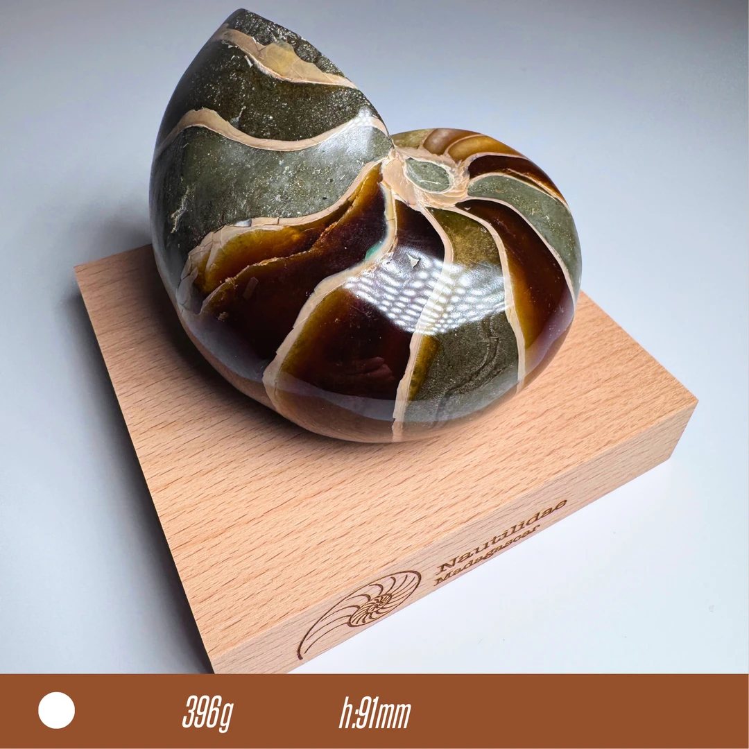 *特荐【鹦鹉螺/马达加斯加】家居摆件收藏级摆件