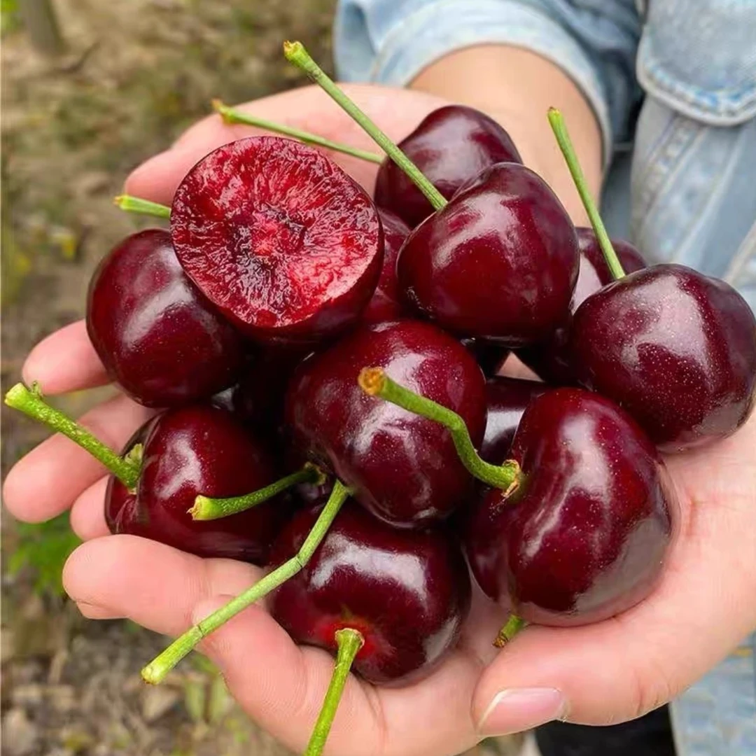 【品种苗】车厘子大樱桃树苗南北方盆栽地栽果树苗买一送一养死包赔