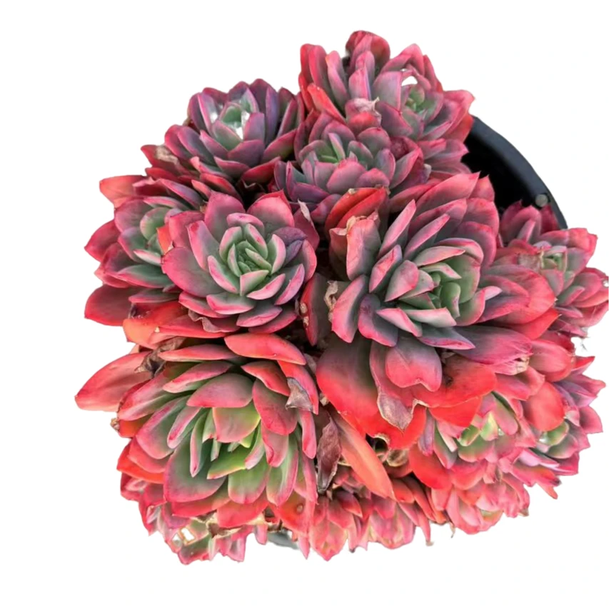 不缀化280绮罗仙子多肉优选精选发货种植售后基地自产自销包赔