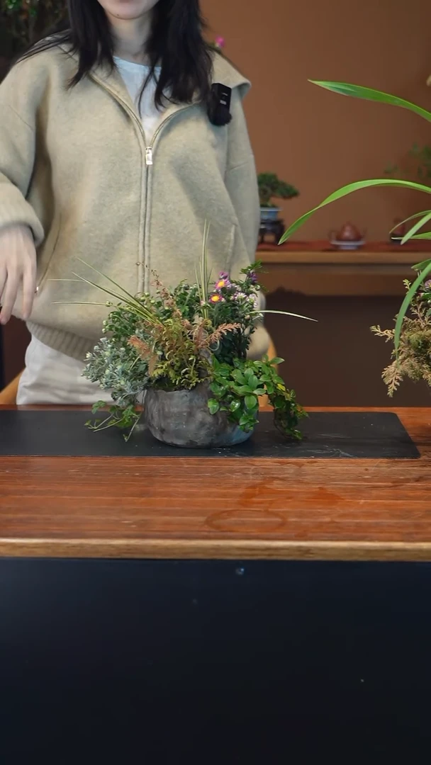 全部花朵山野草盆景盆景盆景