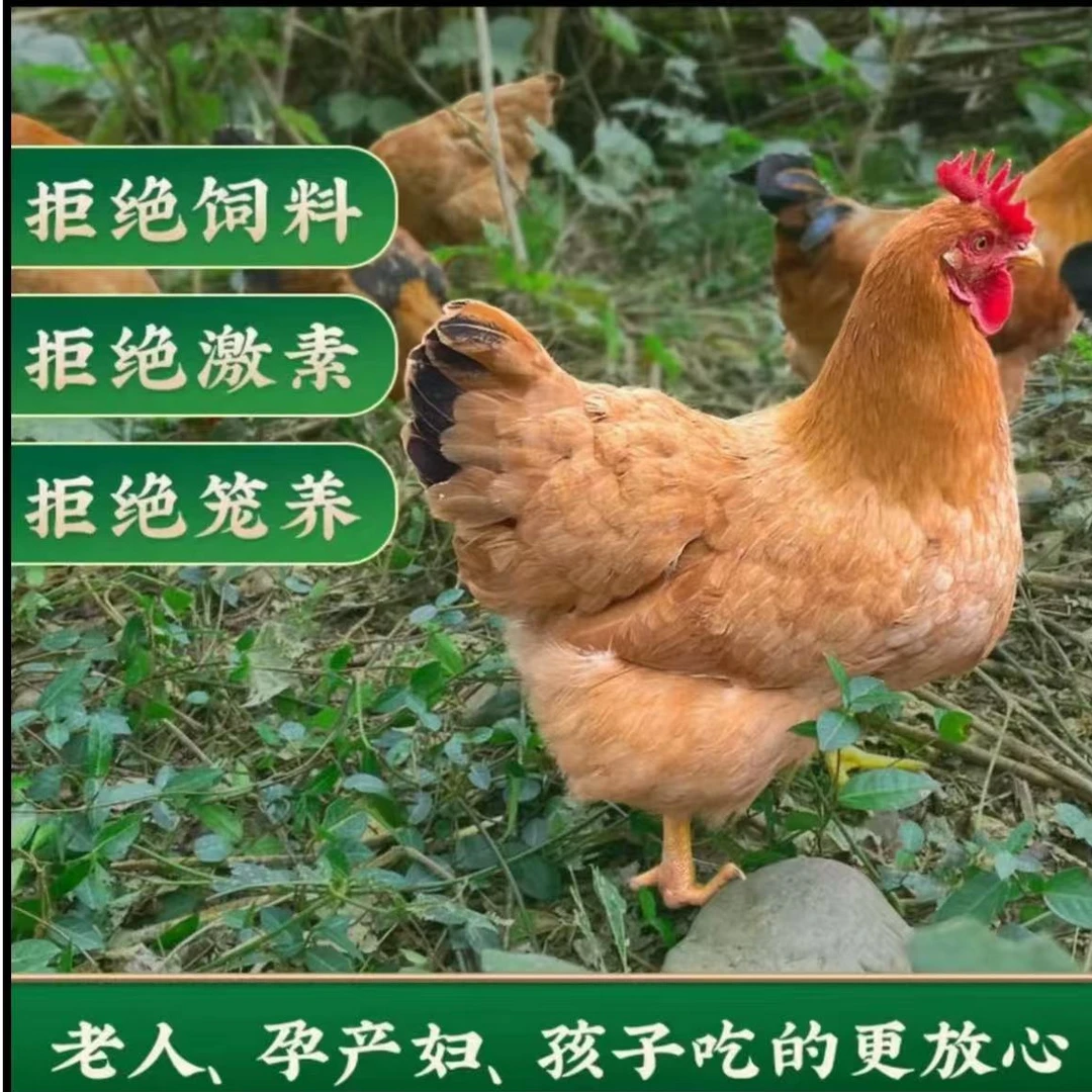 【豫东】买3送1 黄油老母鸡 带内脏 到手共4只 净重9-10斤