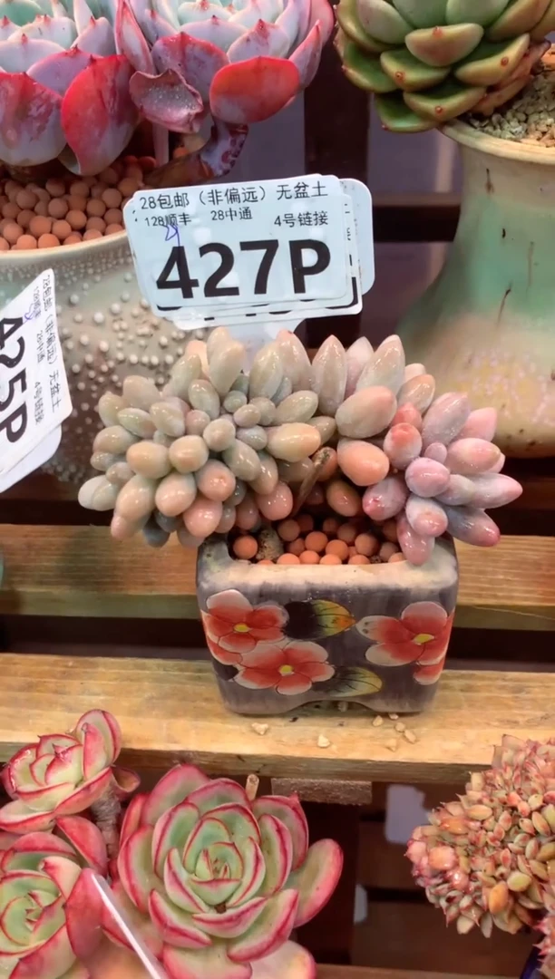 427P（一物一拍，精品多肉，所见即所得 ）