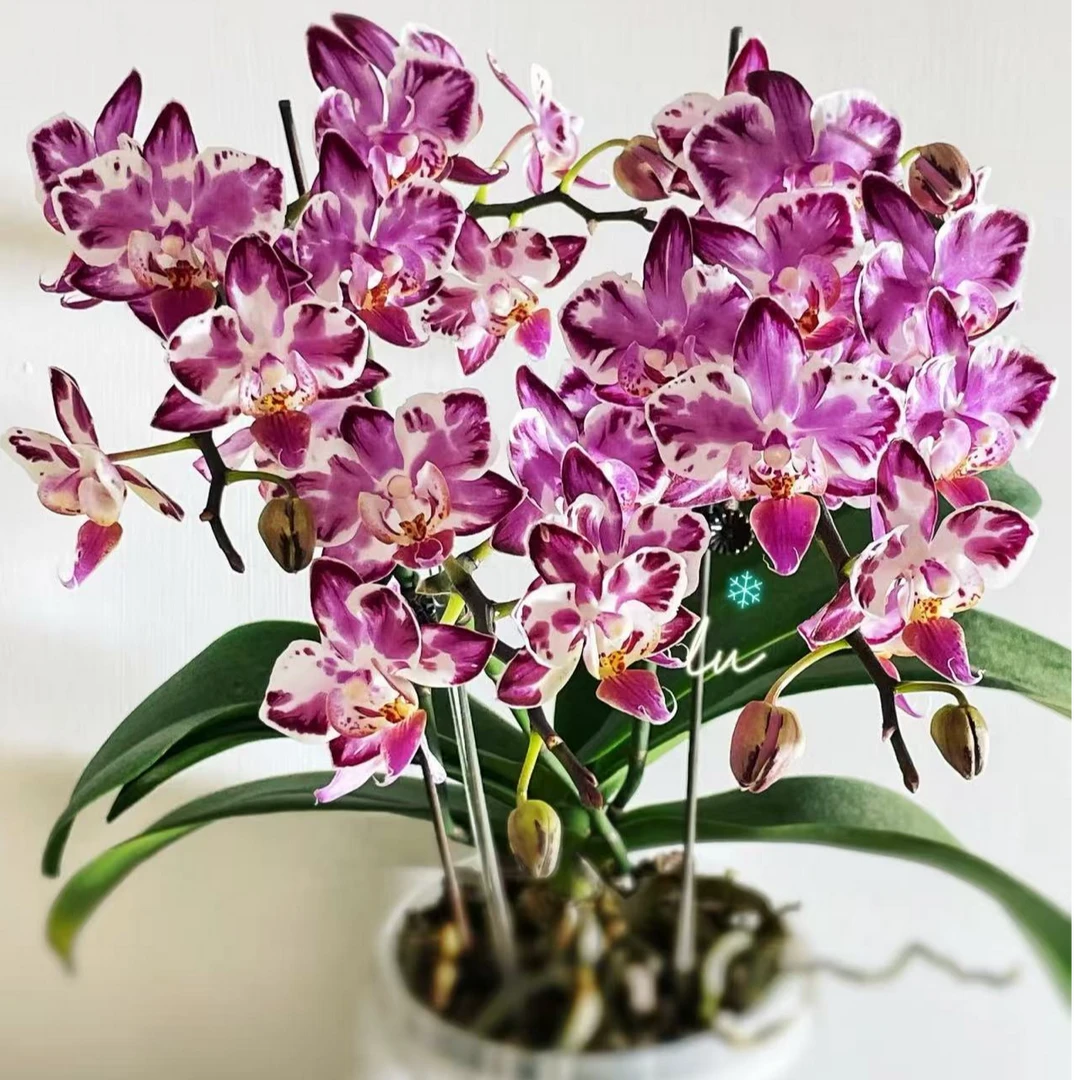 【万花筒】2个花剑蝴蝶兰 花量特别多 梗苗不带花