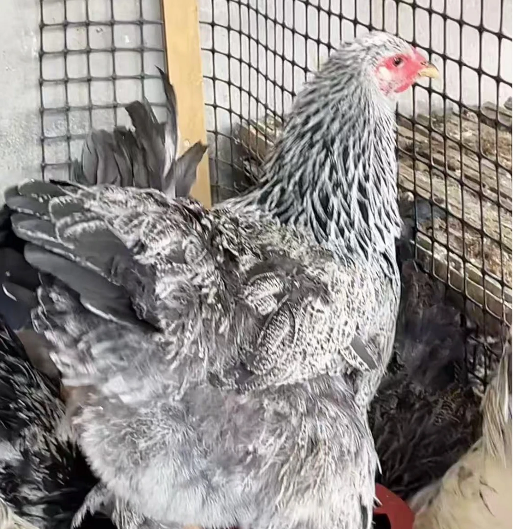 婆罗门观赏鸡、顺丰发货