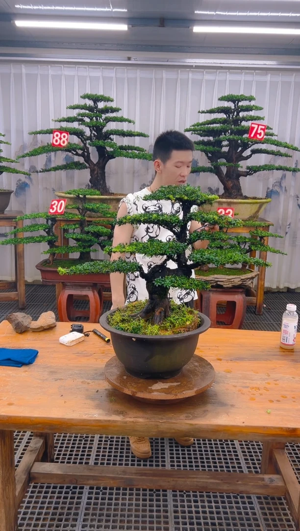无花朵墩*冰精品盆景直播间一物一拍