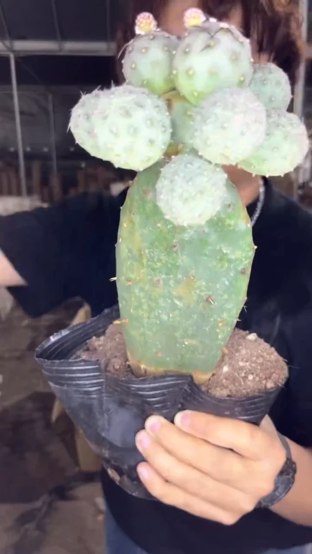 6-12头 大本  习志野【嫁接】