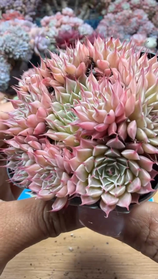 东云多肉园二店-110