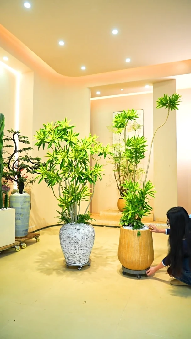 不开花植物马*梦幻金边百合竹