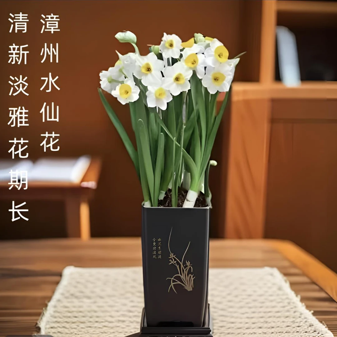 水仙花开花香室内过年摆好看年宵花