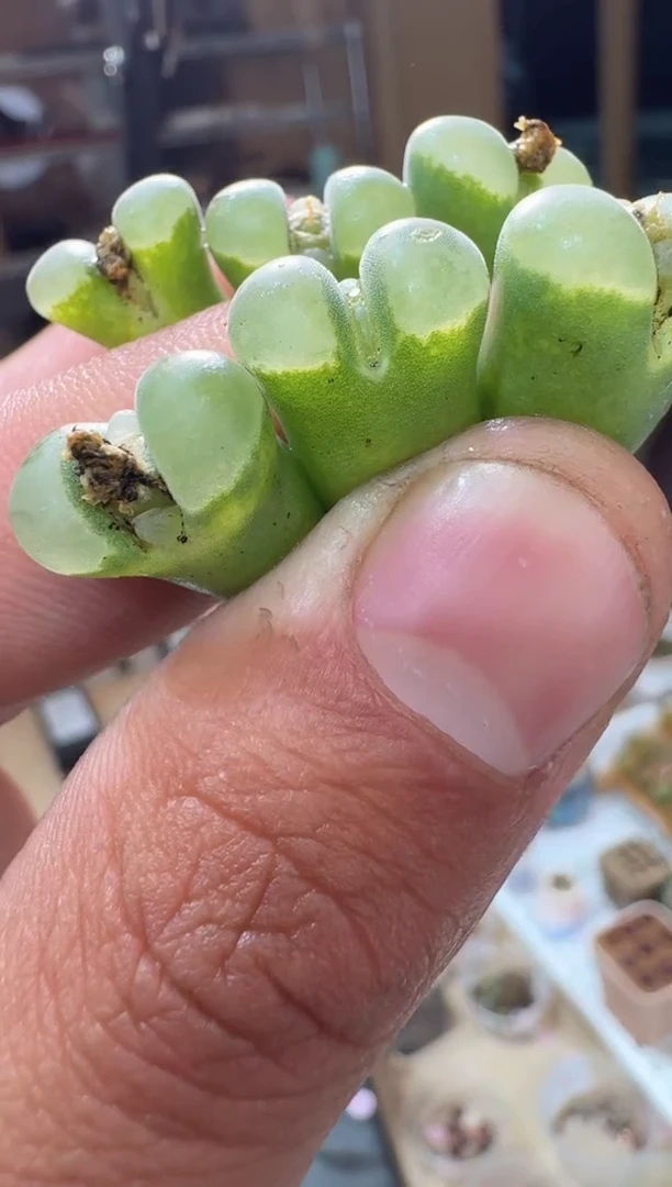 200多肉植物肉锥一颗