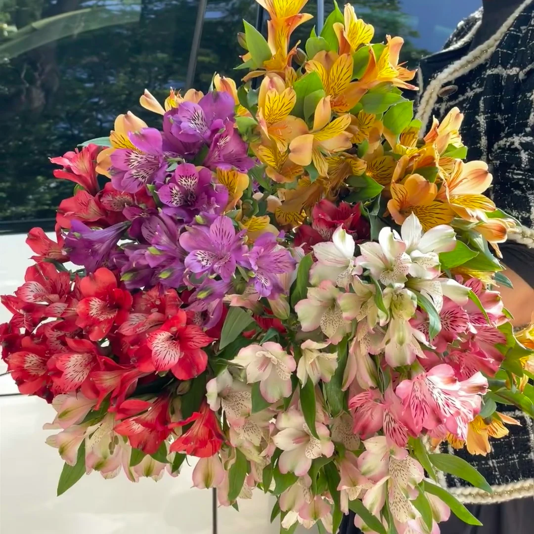 【水仙百合六初花】顺丰包邮福建次日达厦门同城鲜花批发