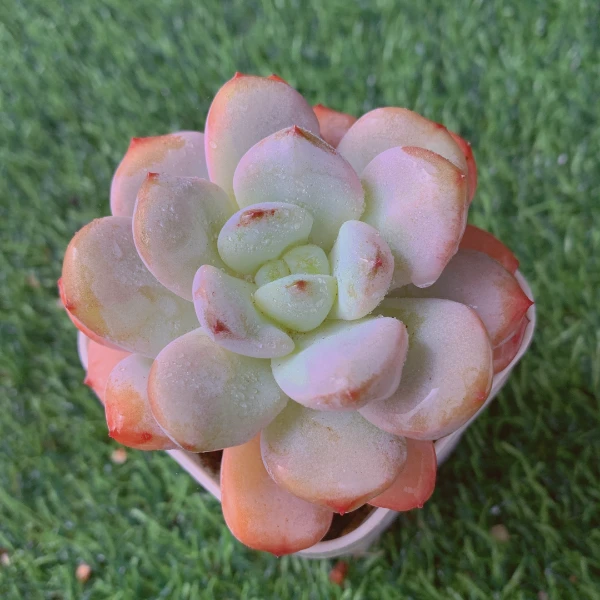 星星雪单头 精品多肉 阳台盆栽 一单包邮