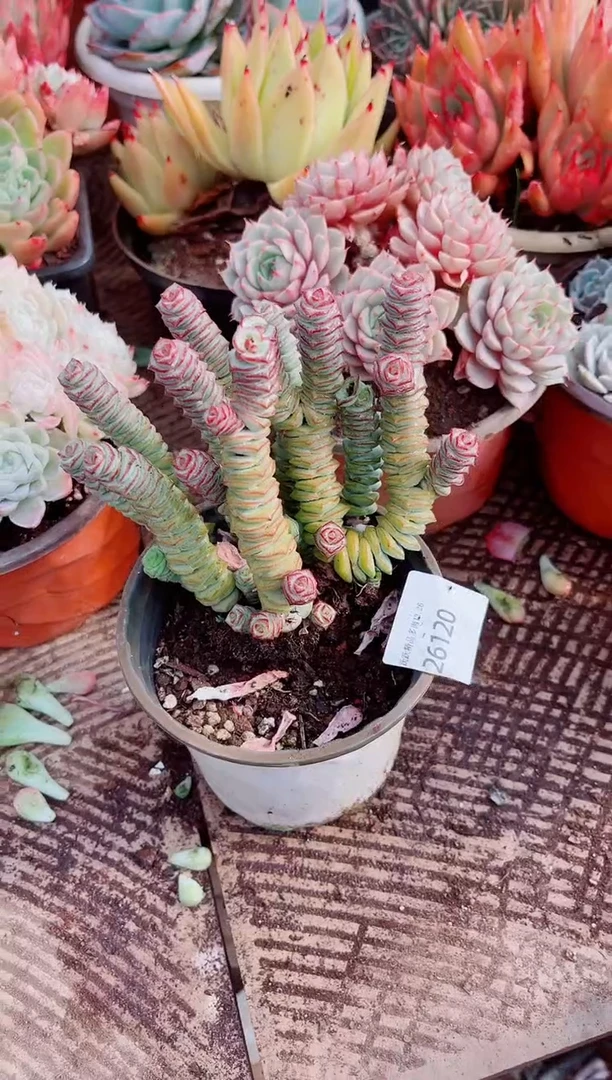 你*逗跃跃精品多肉26120