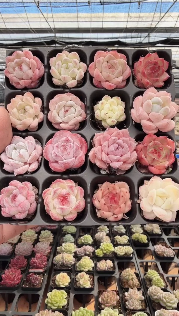 东云多肉园新款-140