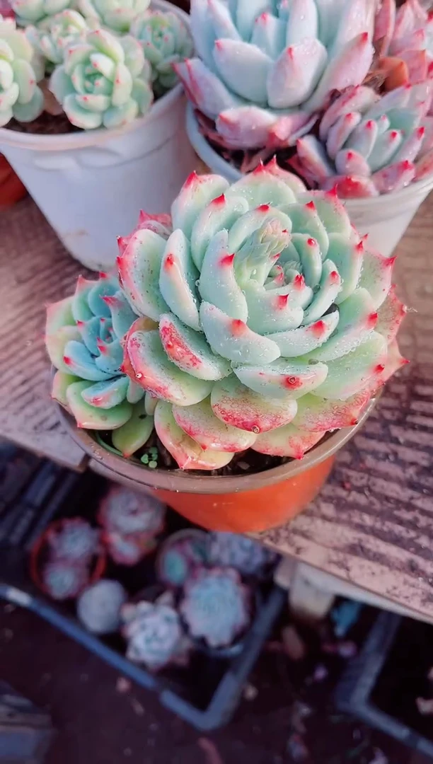 P**?跃跃精品多肉03024