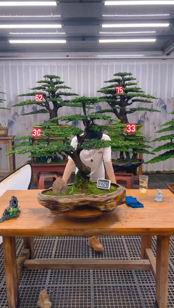 无花朵精品盆景直播间一物一拍