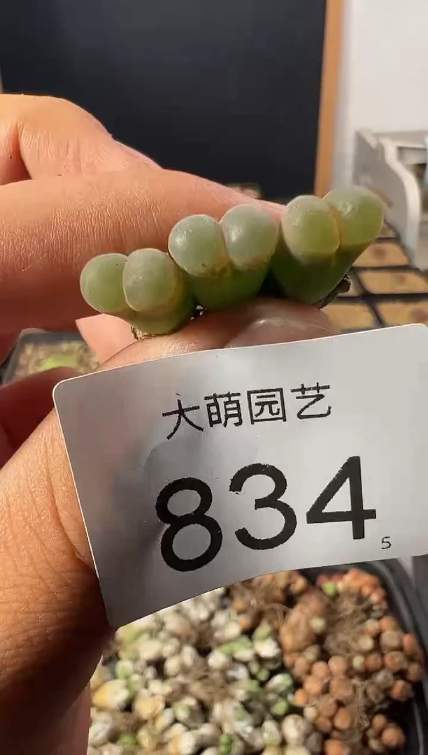 一物一拍          834