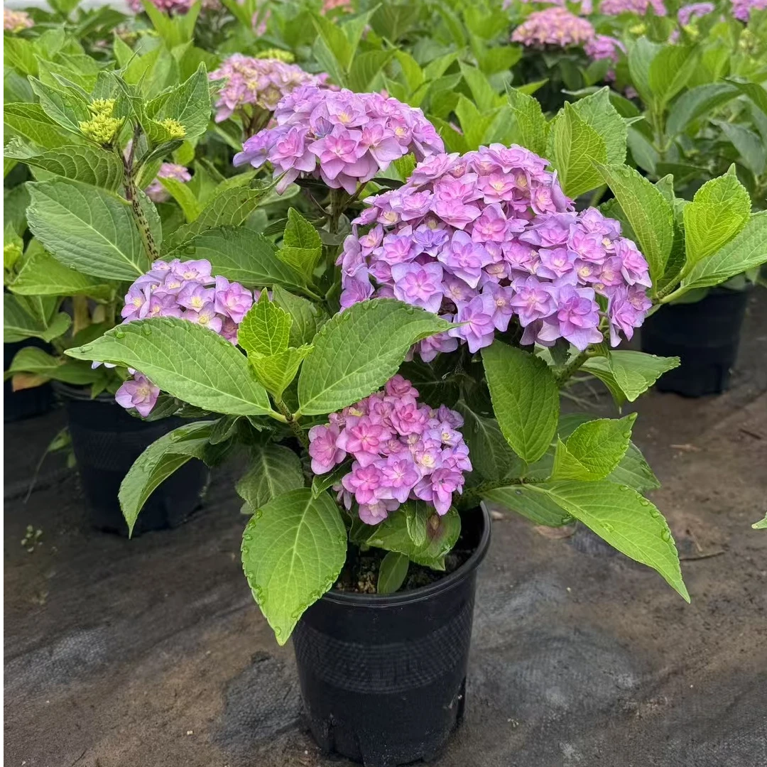 粉紫色太阳神殿重瓣绣球带花苞盆栽多年生四季开花耐寒耐热