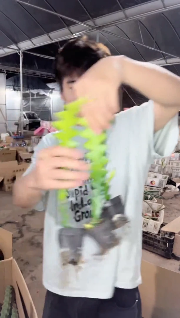 【闪购商品】3颗 大本 鱼骨