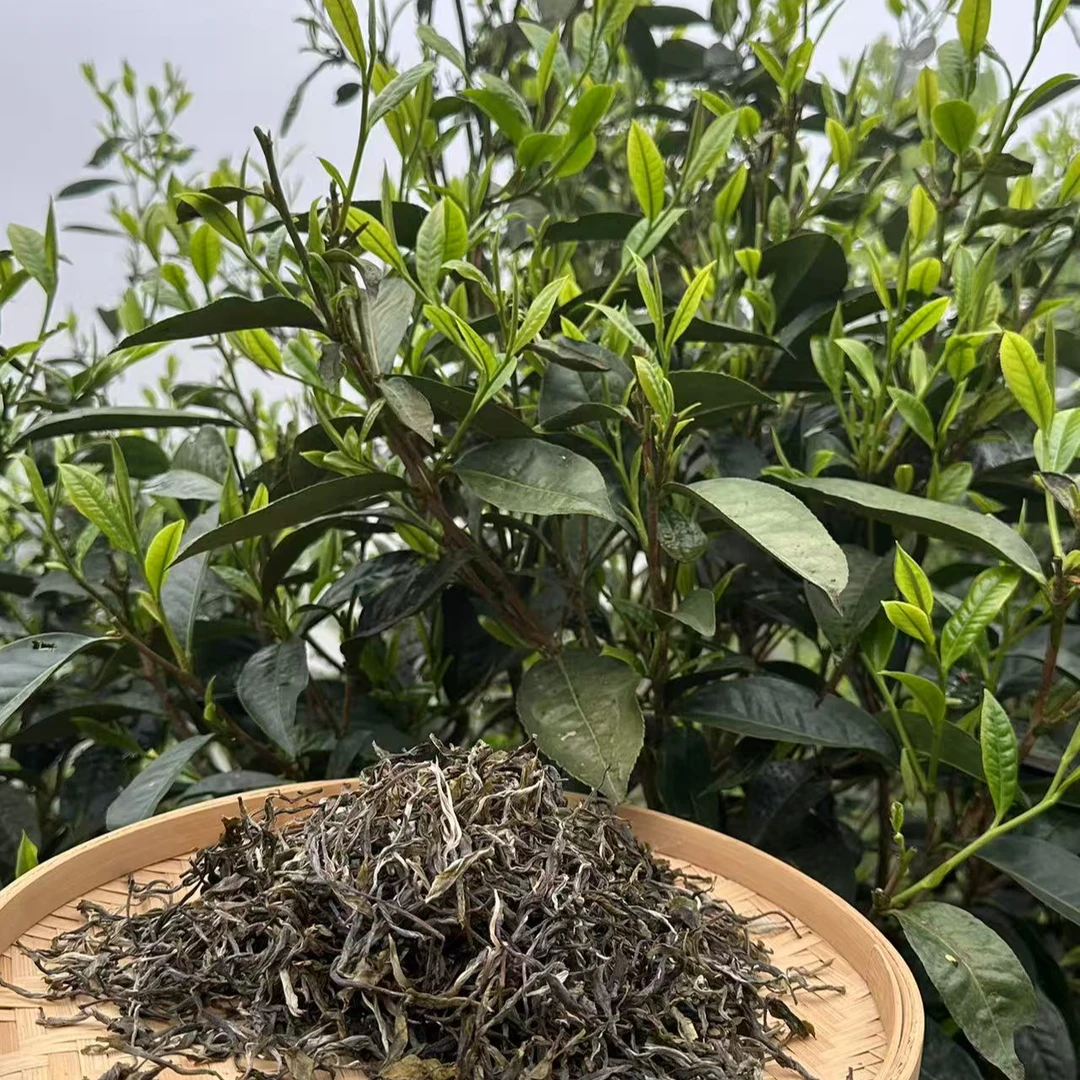 2025年凤凰窝·头春中大树生态生茶