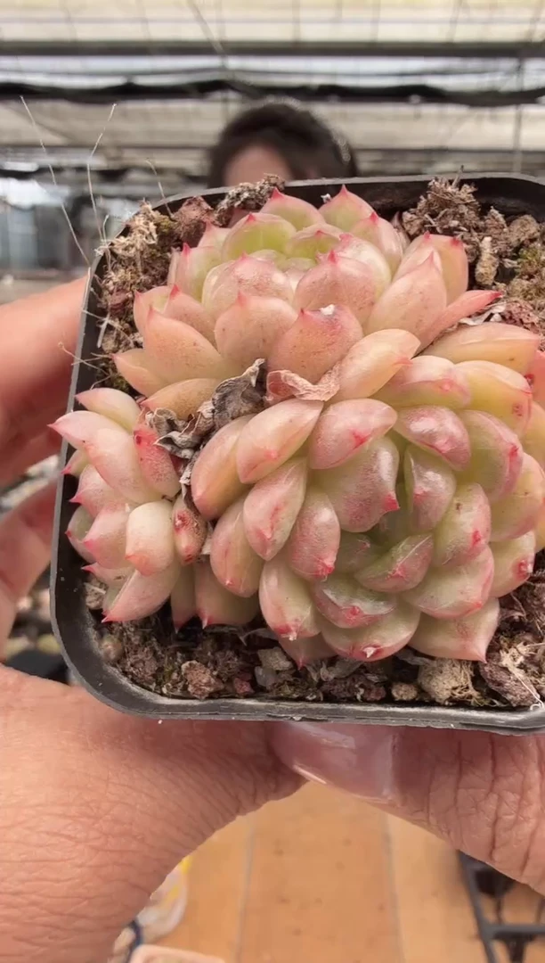 东云多肉园新款-245