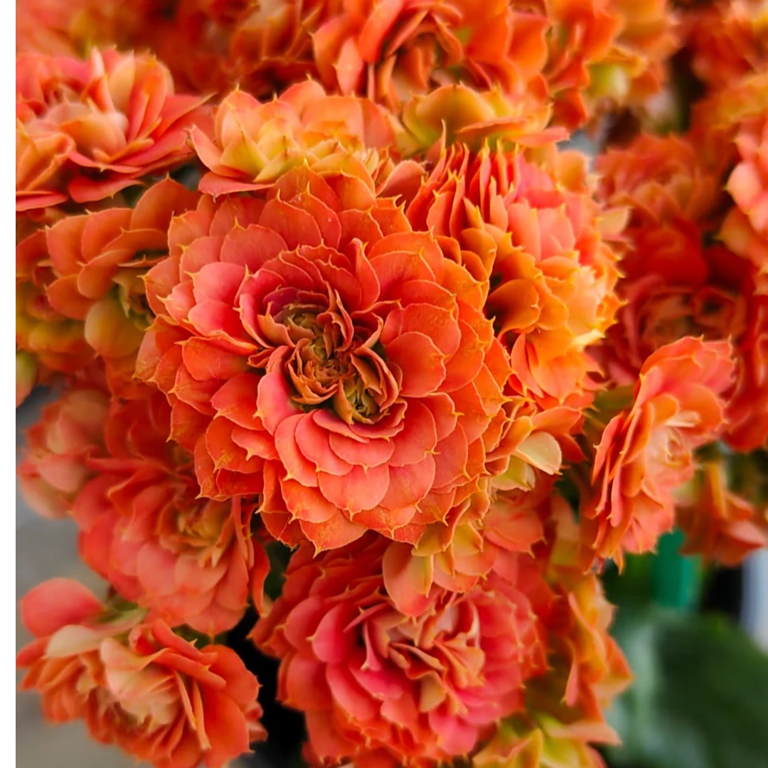 （狮子王 110盆）基地直发一代长寿  稀有大花品种  室内懒人花