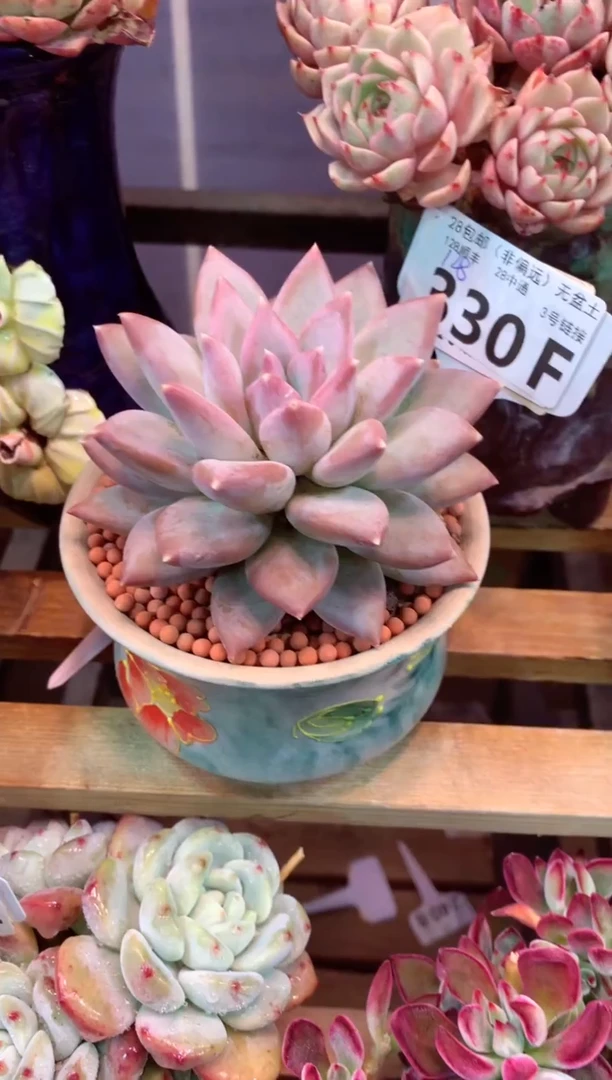 330F（一物一拍，精品多肉，w所见即所得 ）