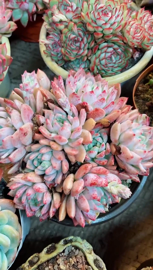 【闪购商品】06066