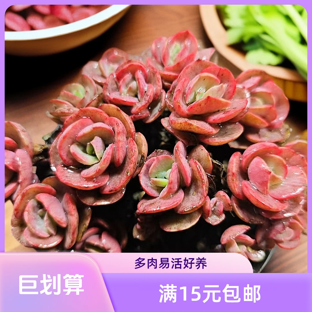 秀妍多肉植物（拼满15元包邮）阳台露台办公室绿植植新手好养好活