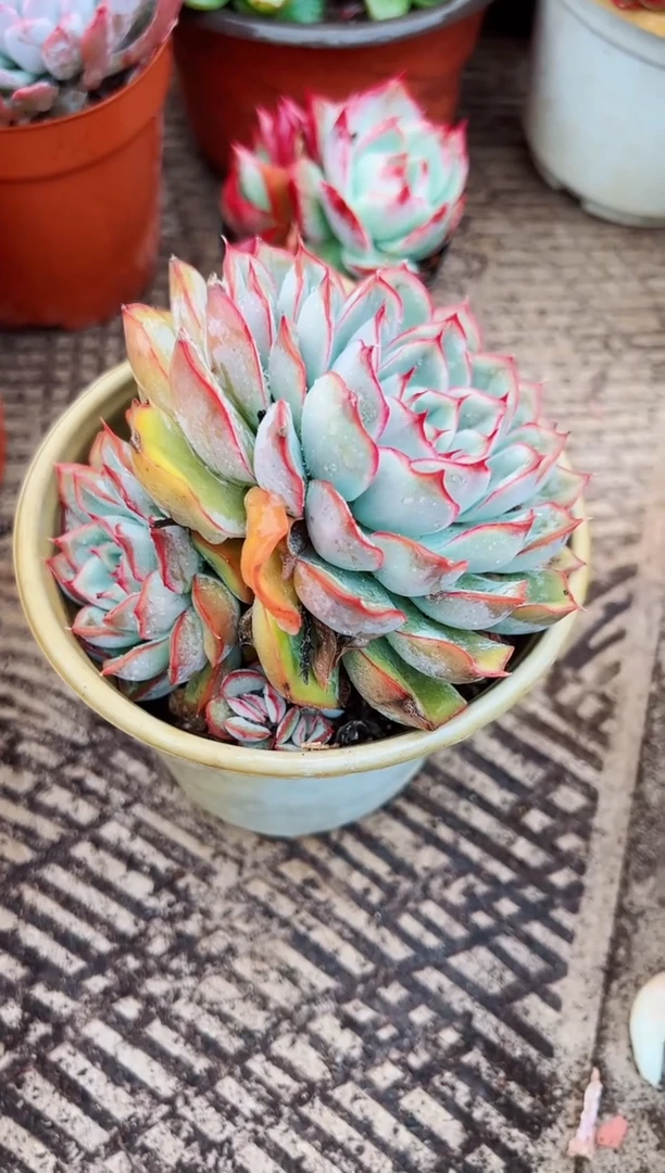 武*钰多肉植物一物一拍02153