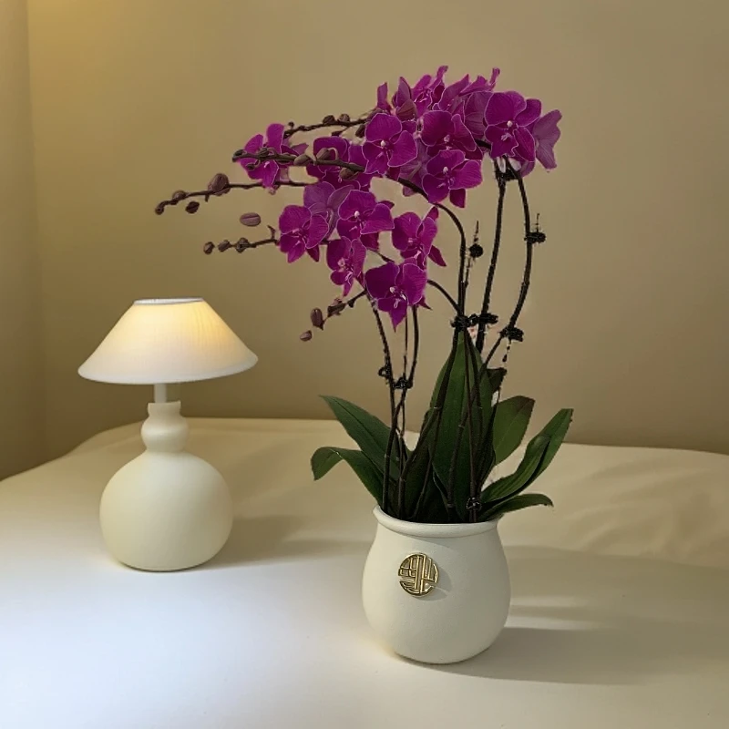 【喜洋洋】蝴蝶兰 好养耐养花期长 苗情优质 基地直发