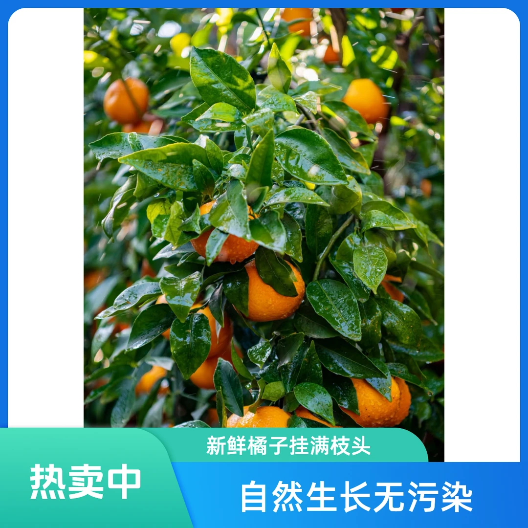 正宗云南高山沃柑