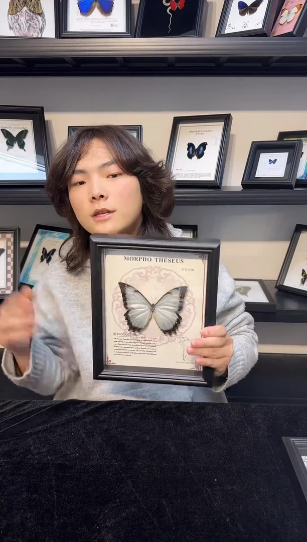 玻璃真实蝴蝶标本