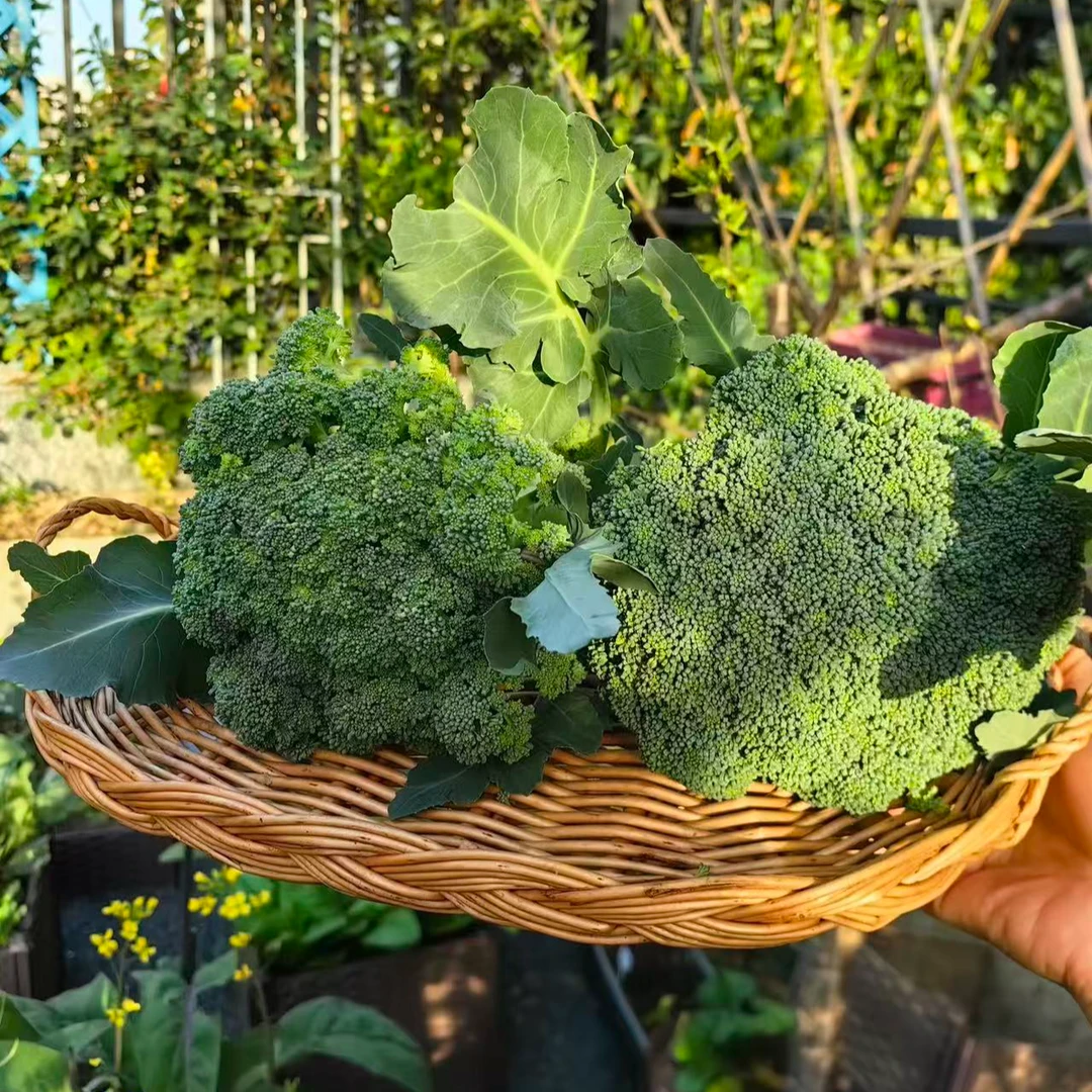 （农家菜西兰花）湖北农户自种应季蔬菜新鲜现摘现发青花菜绿花菜