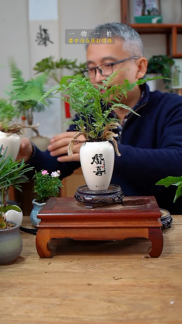 完全开放L***金狼尾蕨017