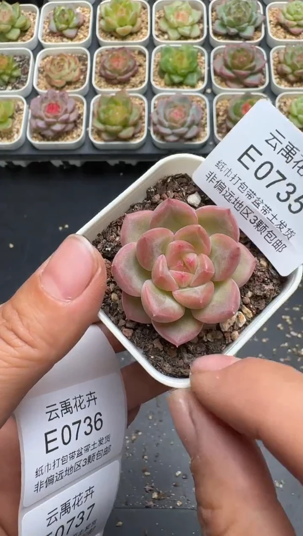 735E云禹多肉植物 带盆土纸巾打包 3颗包邮