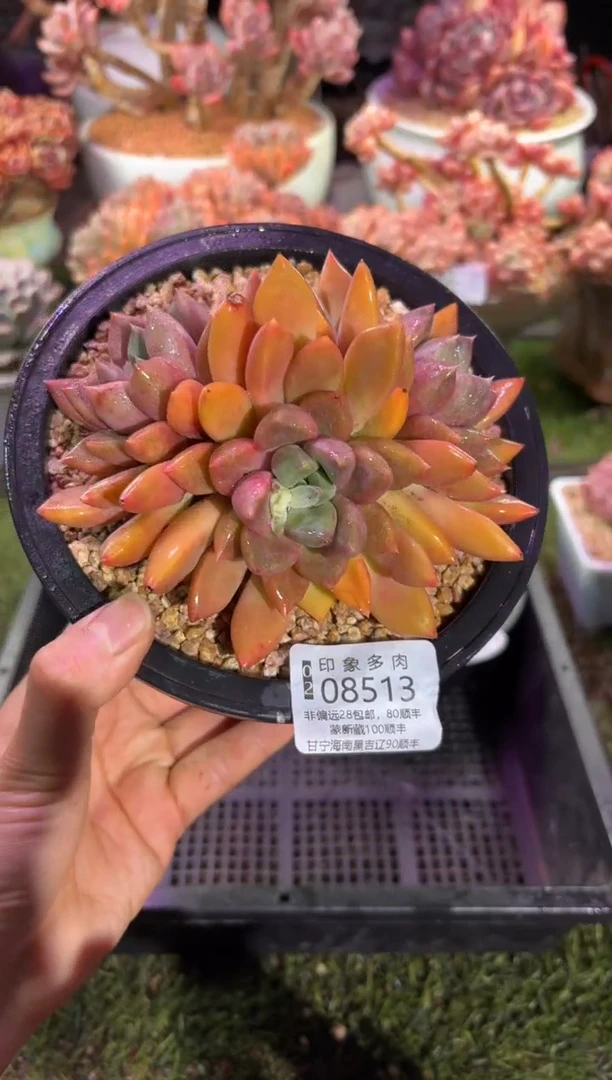 【闪购商品】08513