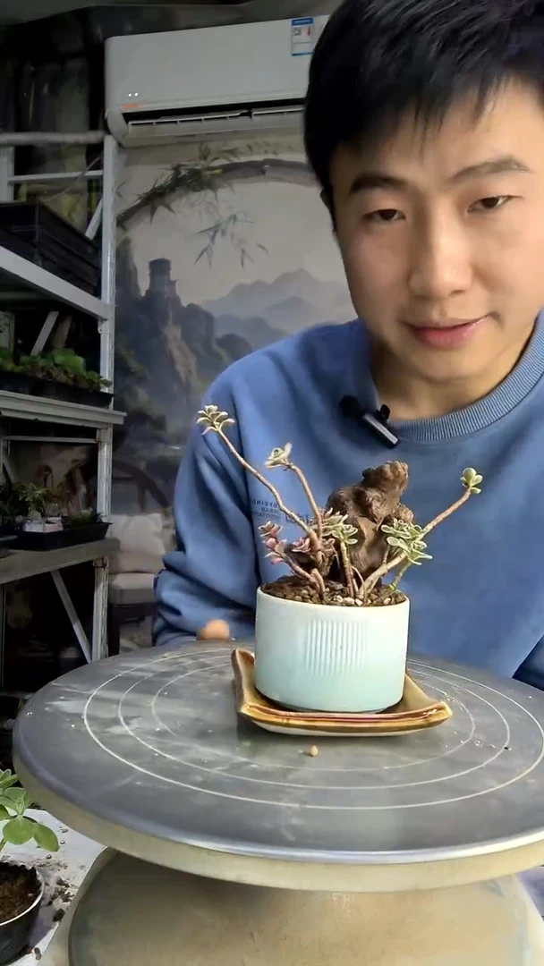 ?****?中青园艺一物一拍144