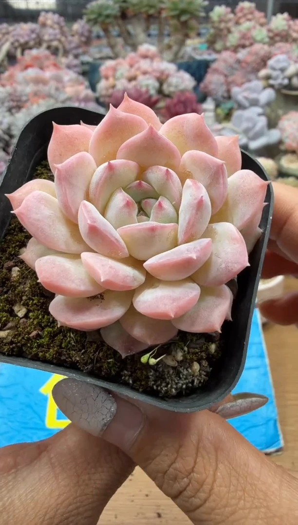 东云多肉园二店-97