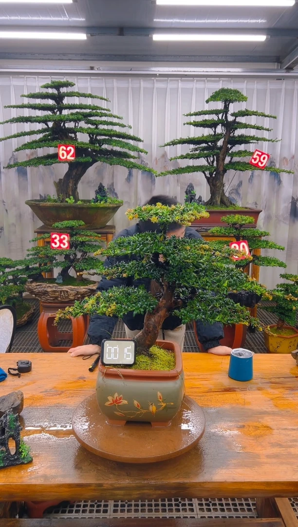 无花朵精品盆景直播间一物一拍