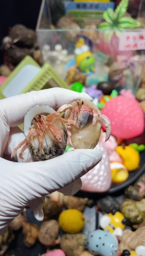 陌派帝国寄居蟹872