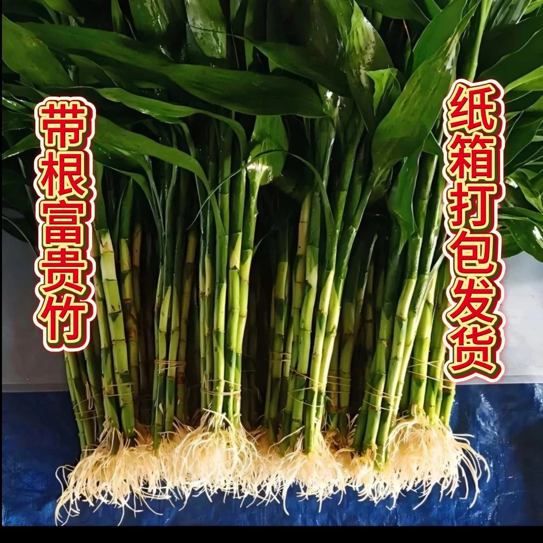 【带根富贵竹】富贵竹有根须水培客厅办公室绿色植物绿植基地直发