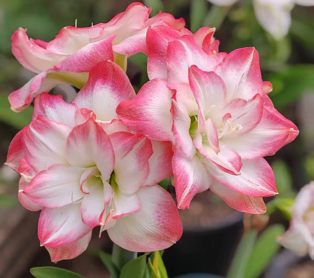 澳朱-波兰美人主球7.0，包对版，不包后期养护。