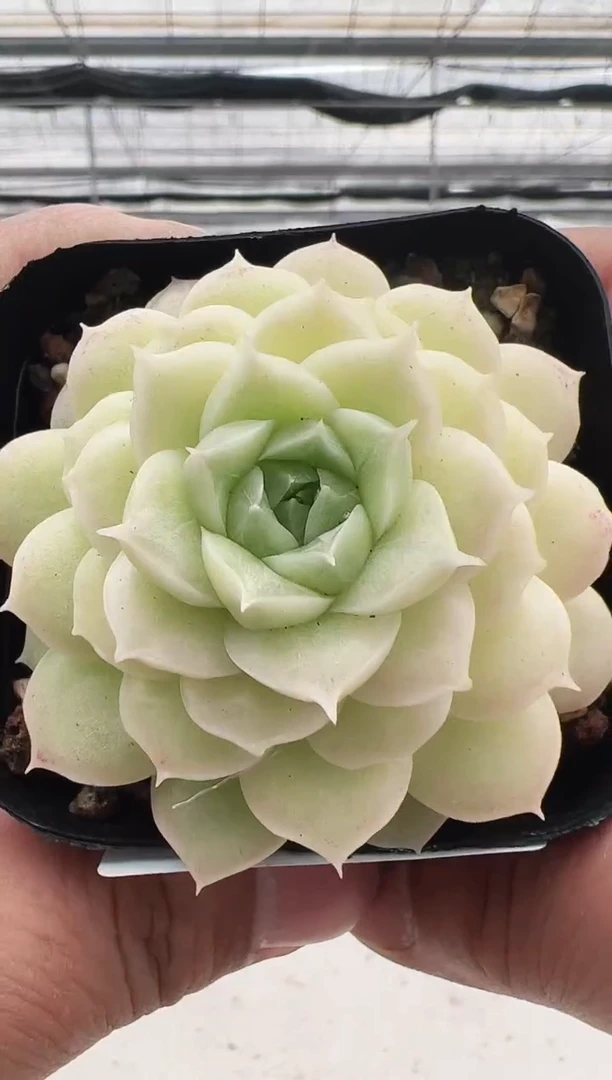 【闪购商品】新款多肉-35