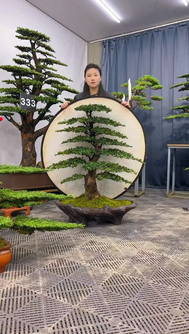 无花朵罗汉松盆景.......